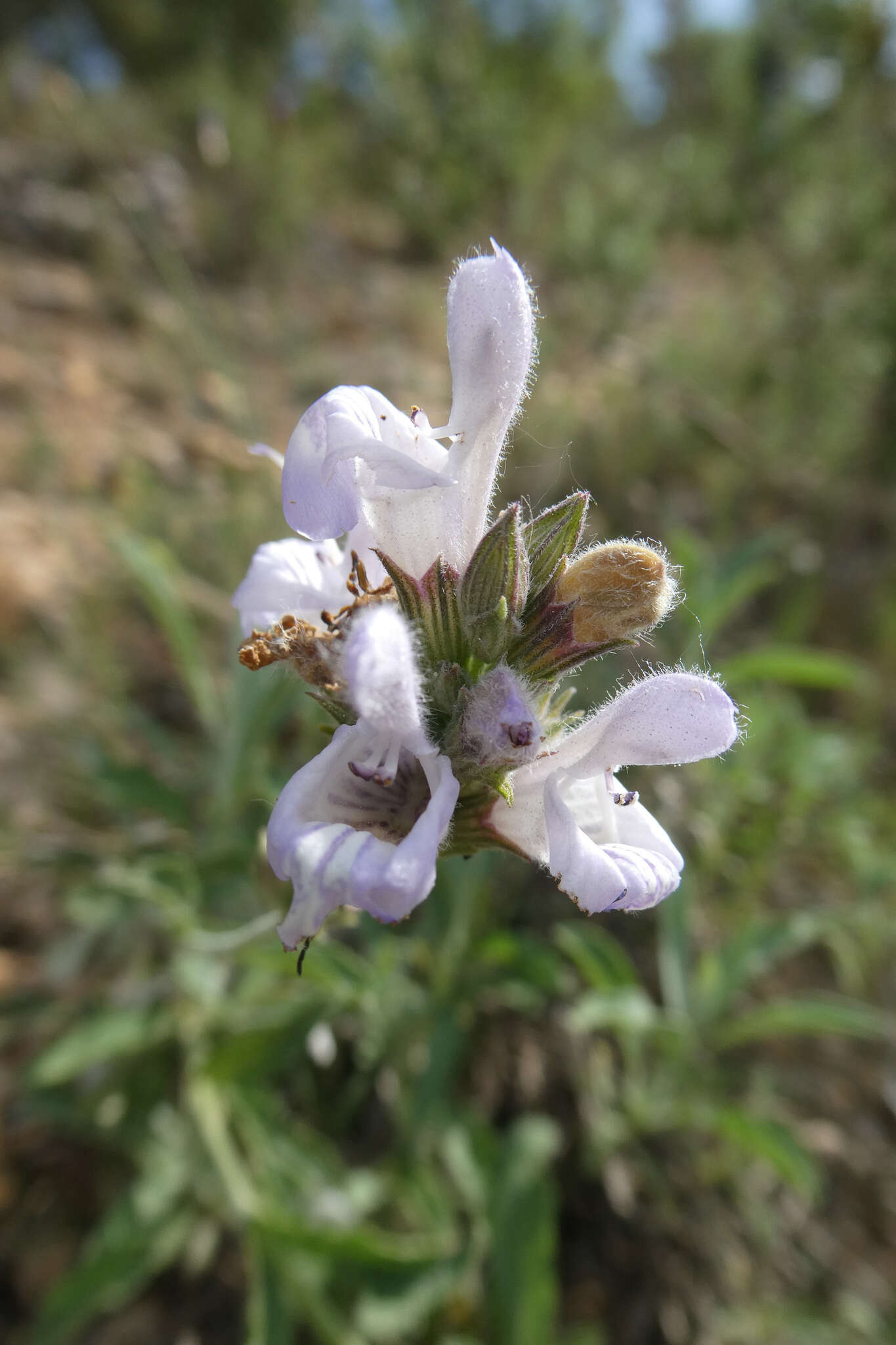 صورة Salvia officinalis subsp. lavandulifolia (Vahl) Gams