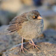 Image of Volcano Junco