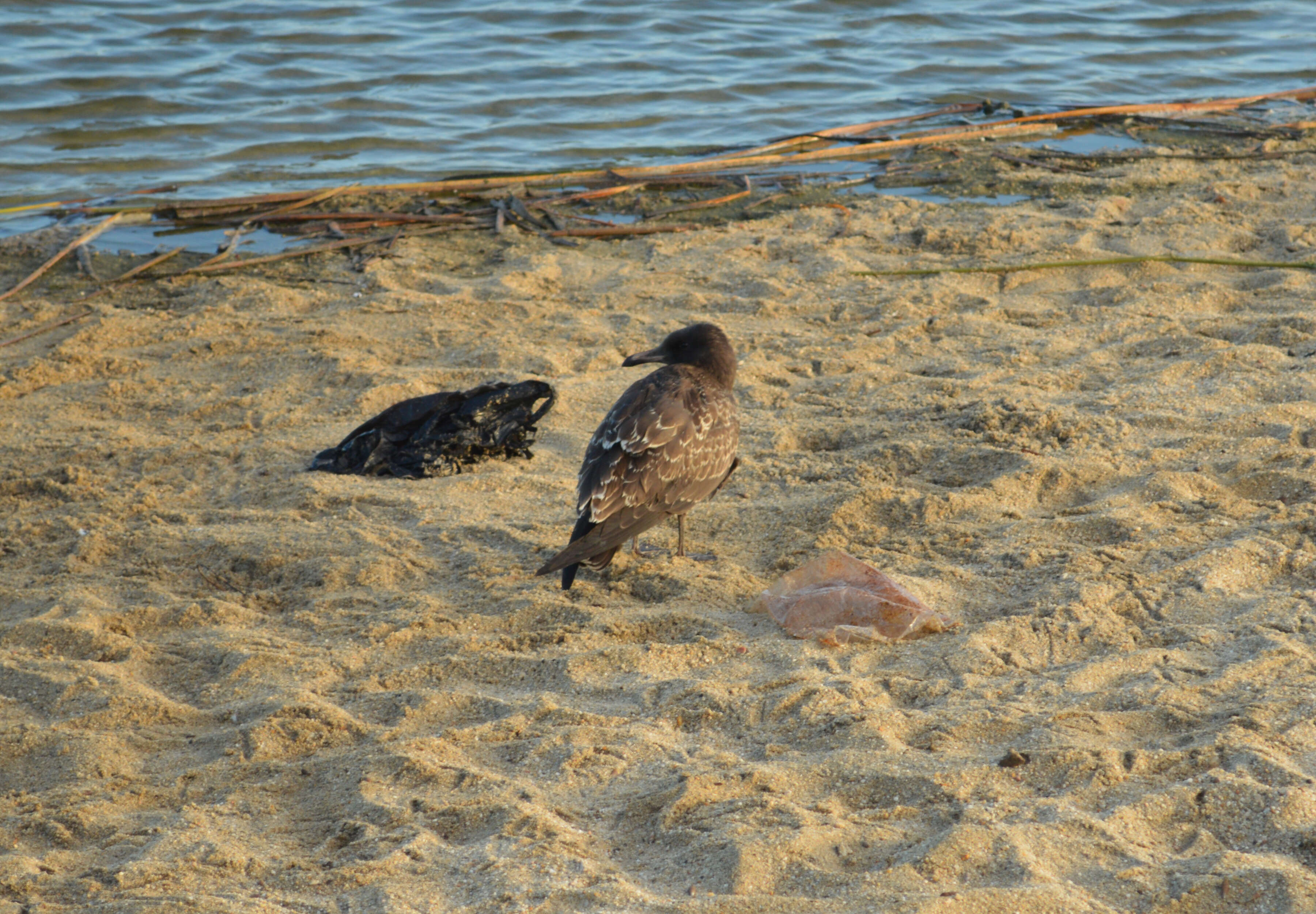 Image of Heermann's Gull