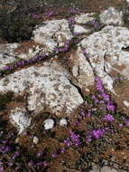 Image of Lachenalia paucifolia (W. F. Barker) J. C. Manning & Goldblatt