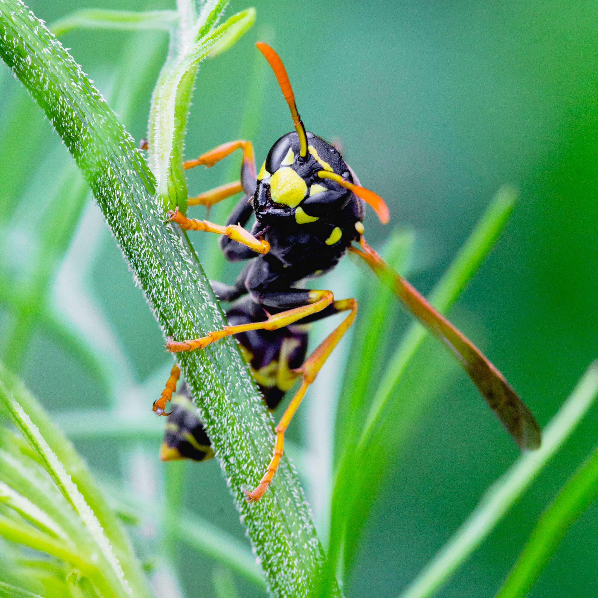 Plancia ëd Polistes dominula (Christ 1791)