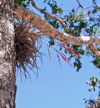 Image of Tillandsia lorentziana Griseb.