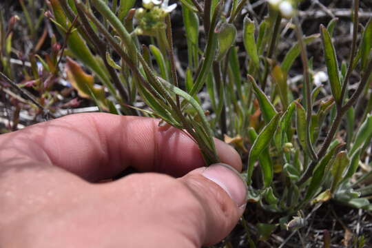 Plancia ëd Sandbergia