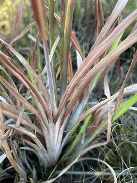 Imagem de Andropogon cretaceus