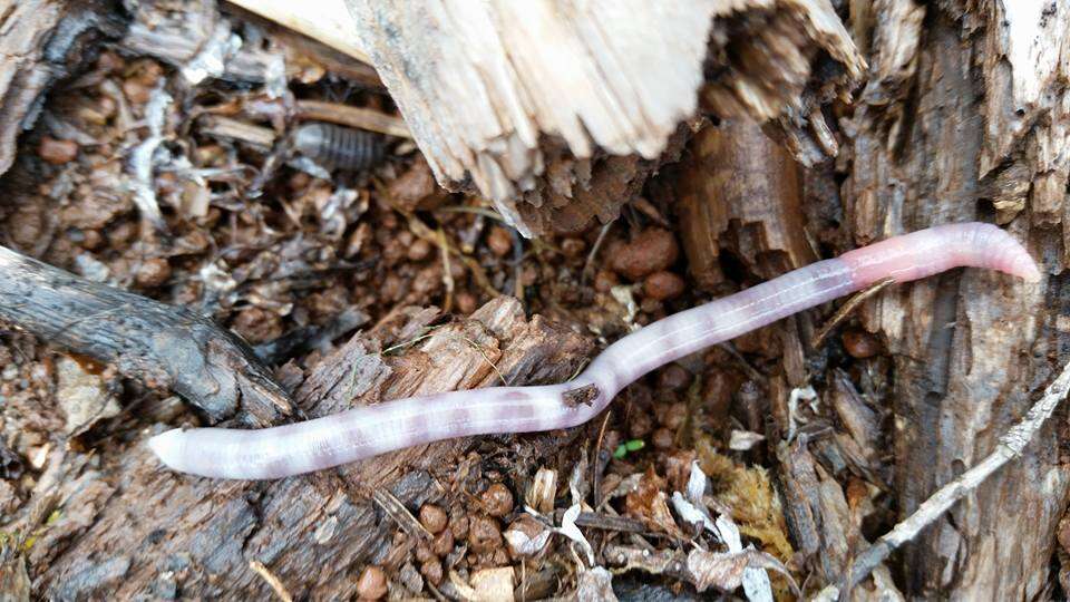 Image of Oregon Giant Earthworm