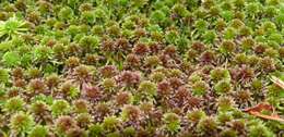 Image of red bog-moss