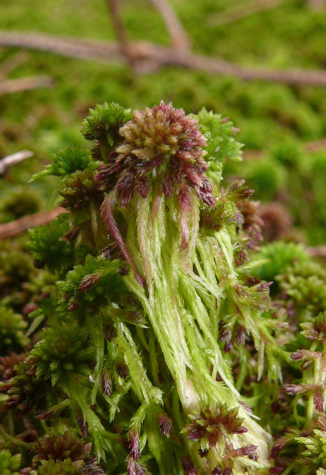 Image of red bog-moss