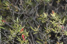 صورة Eremophila glabra subsp. glabra