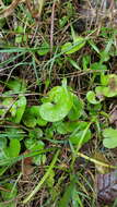 Image of Dichondra repens J. R. Forster & G. Forster