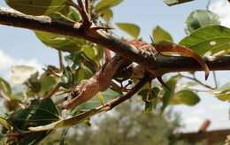 Image of Sahelian Fan-toed Gecko