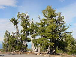 Image of whitebark pine