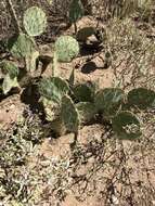 Image of Opuntia confusa Griffiths