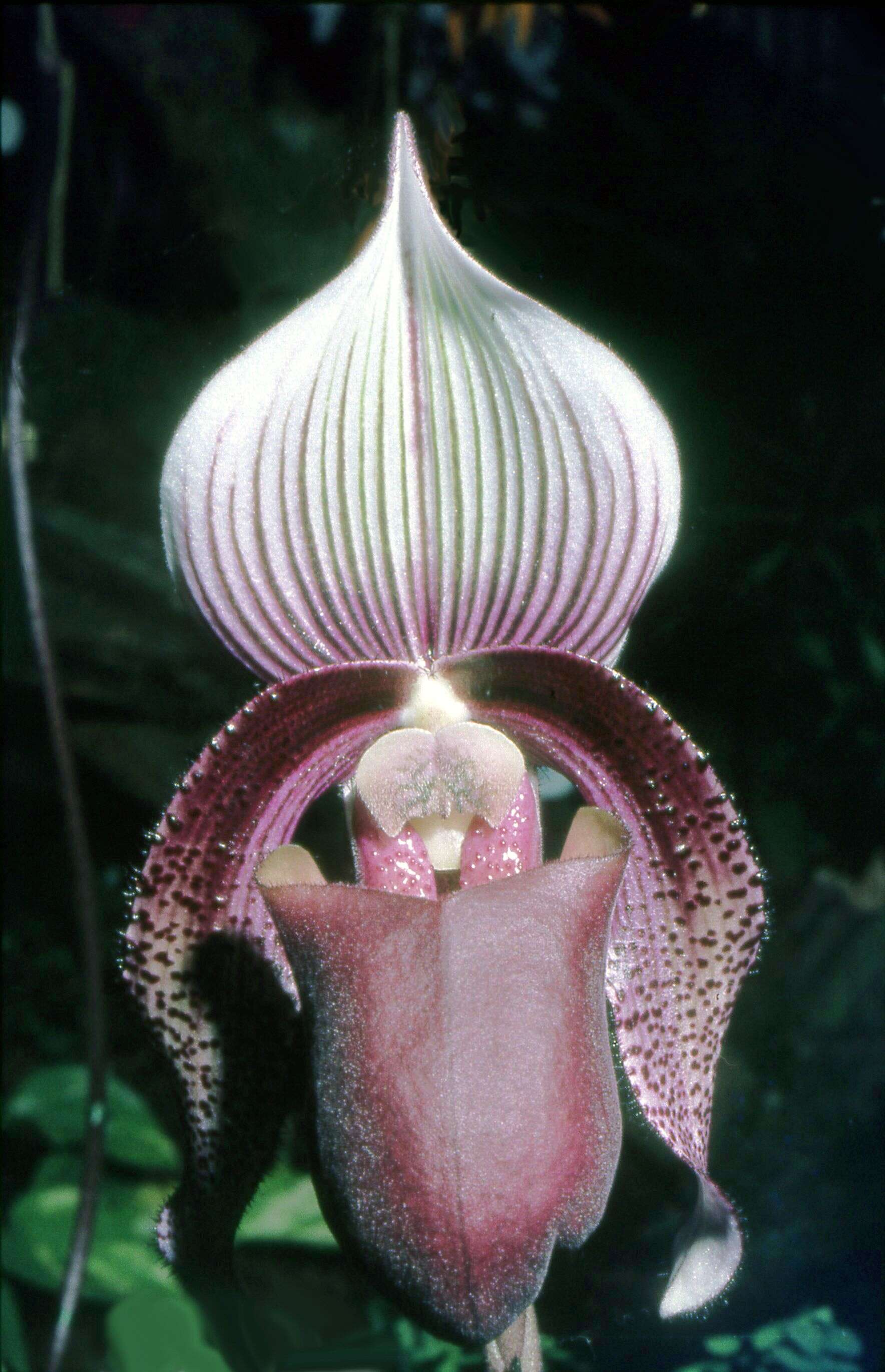 Image de Paphiopedilum superbiens (Rchb. fil.) Stein