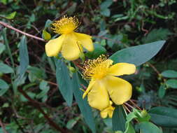 Image of Hypericum geminiflorum Hemsl.