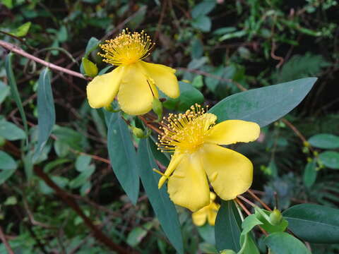 Image of Hypericum geminiflorum Hemsl.