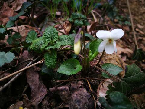 Image of White Violet