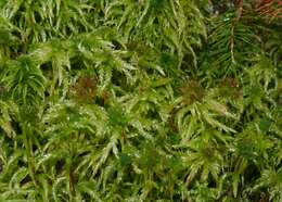 Image of Magellan's Sphagnum