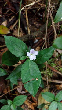 Strobilanthes tetraspermus Druce resmi