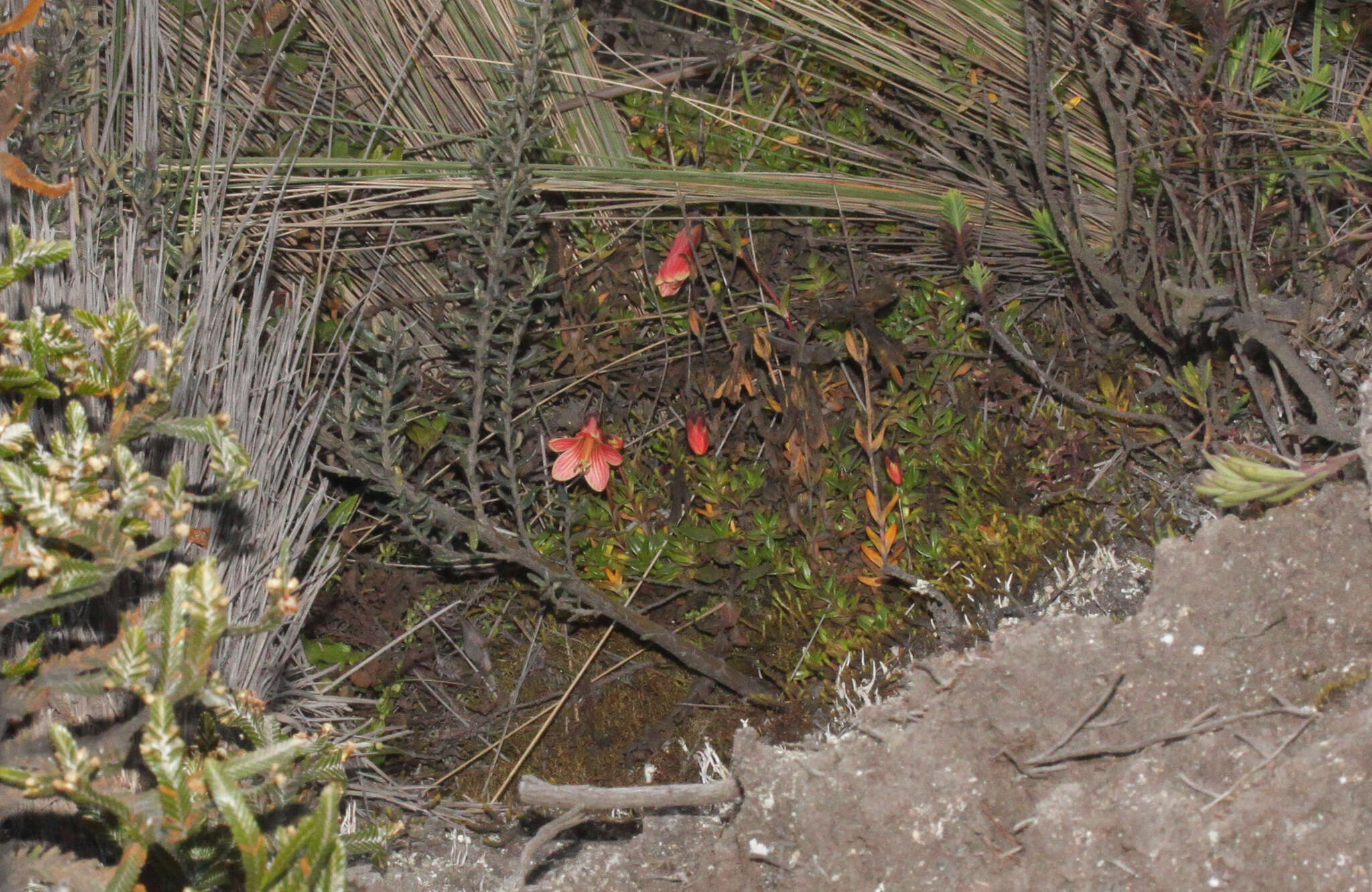 Image of Gentianella cernua (Kunth) Fabris