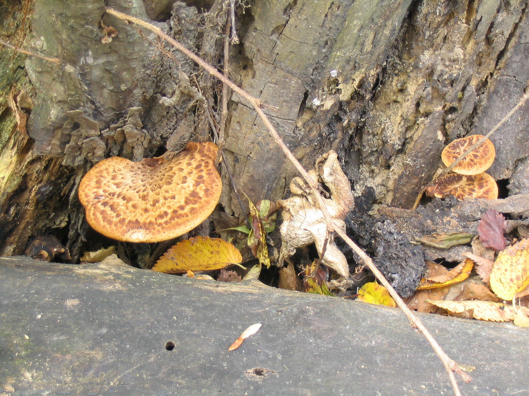 Image of dryad's saddle