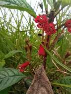 Sivun Kohleria inaequalis var. ocellata (Hook.) L. P. Kvist & L. E. Skog kuva