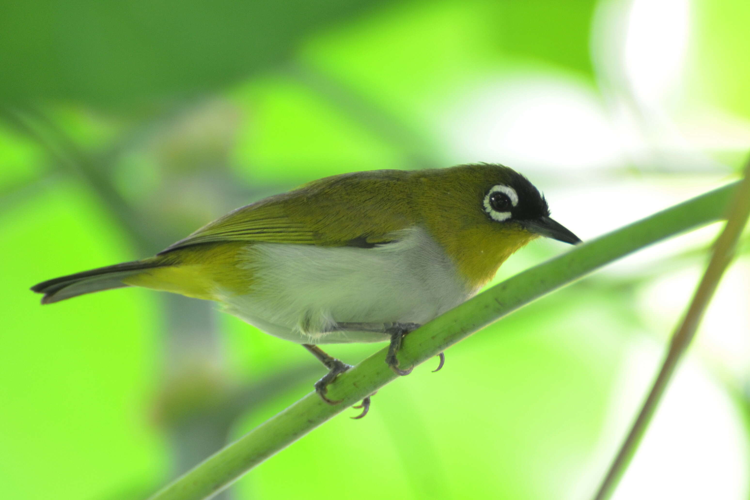 Image of Black-crowned White-eye