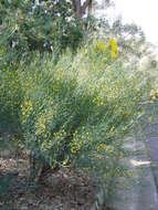 Acacia aphylla Maslin的圖片