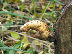 Image of dryad's saddle