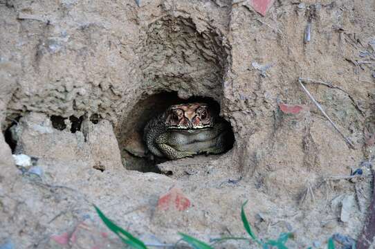 Image of Asian black-spined toad