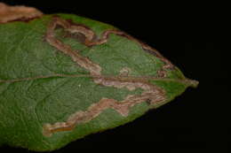 Sivun Stigmella corylifoliella (Clemens 1861) Wilkinson et al. 1979 kuva