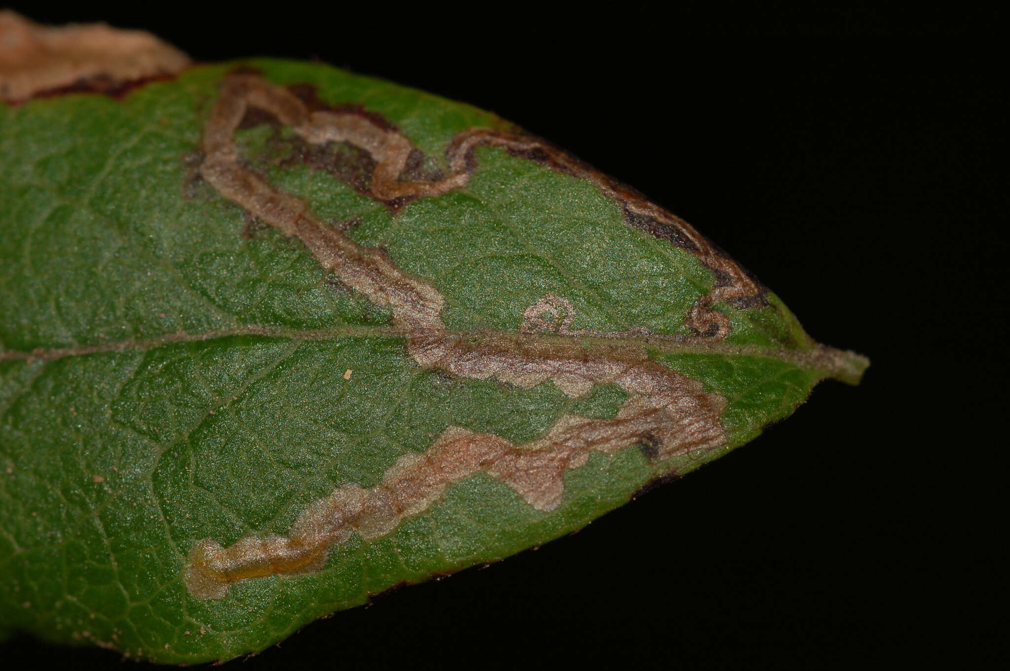 Image de Stigmella corylifoliella (Clemens 1861) Wilkinson et al. 1979