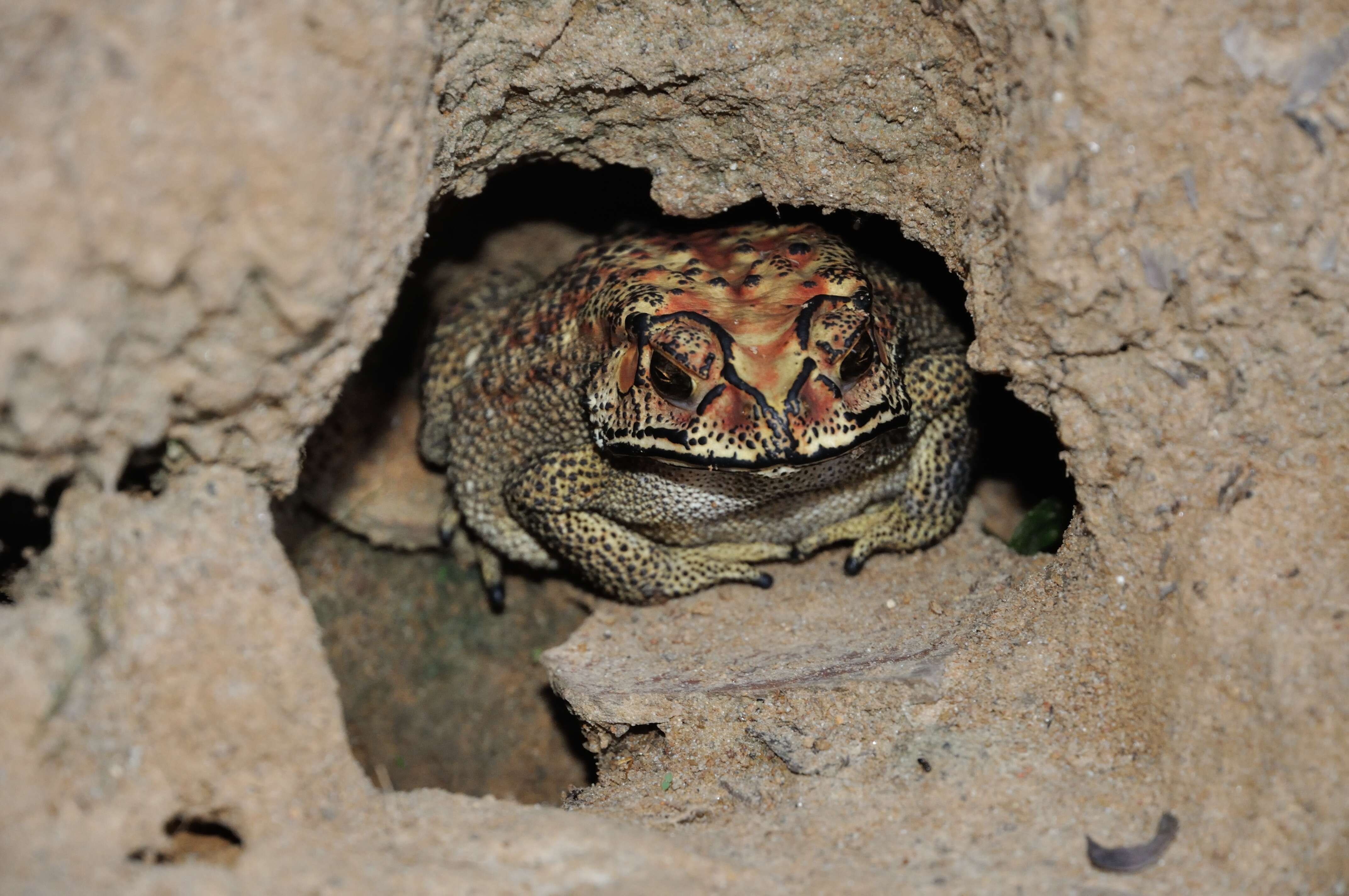 Image of Asian black-spined toad