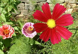 Image of garden cosmos