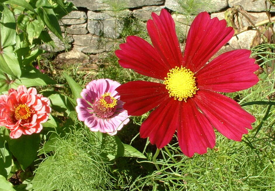 Image of garden cosmos