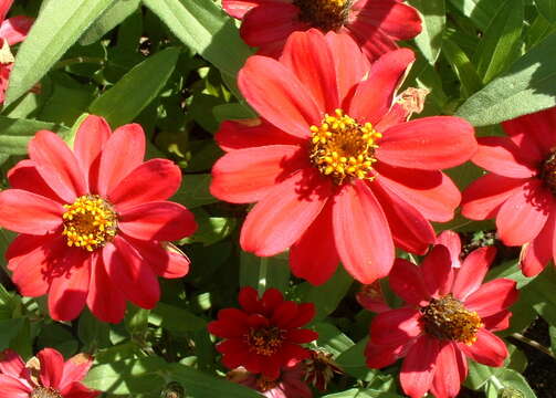 Image of ELEGANT ZINNIA