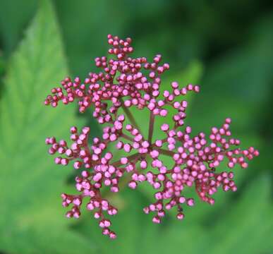 Image of Filipendula multijuga Maxim.