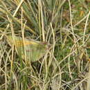 Image of Colias lesbia andina