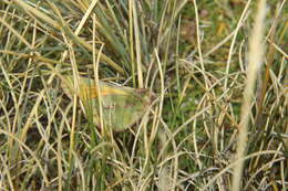 Image of Colias lesbia andina