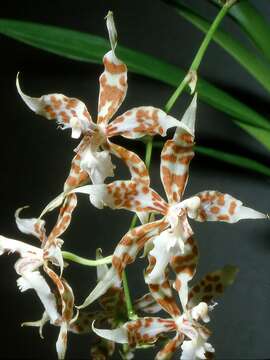 Plancia ëd Oncidium crocidipterum (Rchb. fil.) M. W. Chase & N. H. Williams