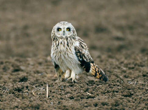 Image de Hibou des marais