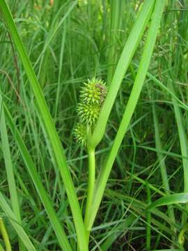 Image de Sparganium glomeratum (Laest. ex Beurl.) Beurl.