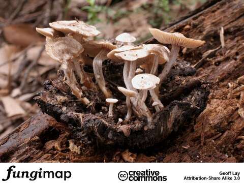 Image of Asterophora mirabilis (T. W. May) Redhead & Seifert 2001