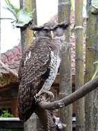 Image of Barred Eagle-Owl