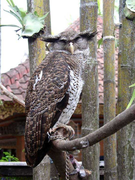 Image of Barred Eagle-Owl