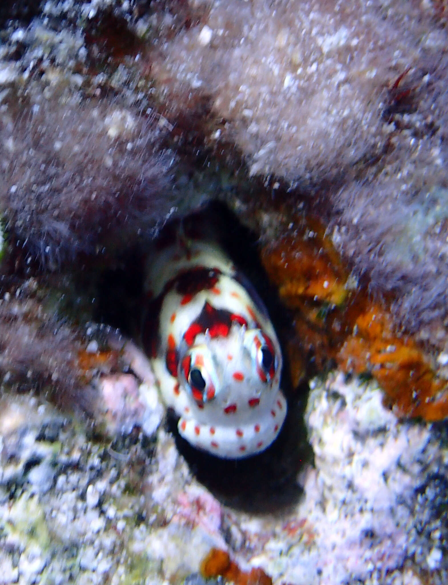 Image of Orange-spotted Blenny