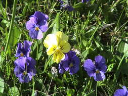 Image of Viola altaica Ker-Gawl.