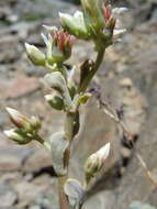 Image of Sedum paradisum subsp. subroseum