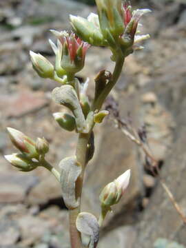 Слика од Sedum obtusatum subsp. paradisum M. F. Denton