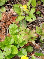 Image of threeparted miterwort