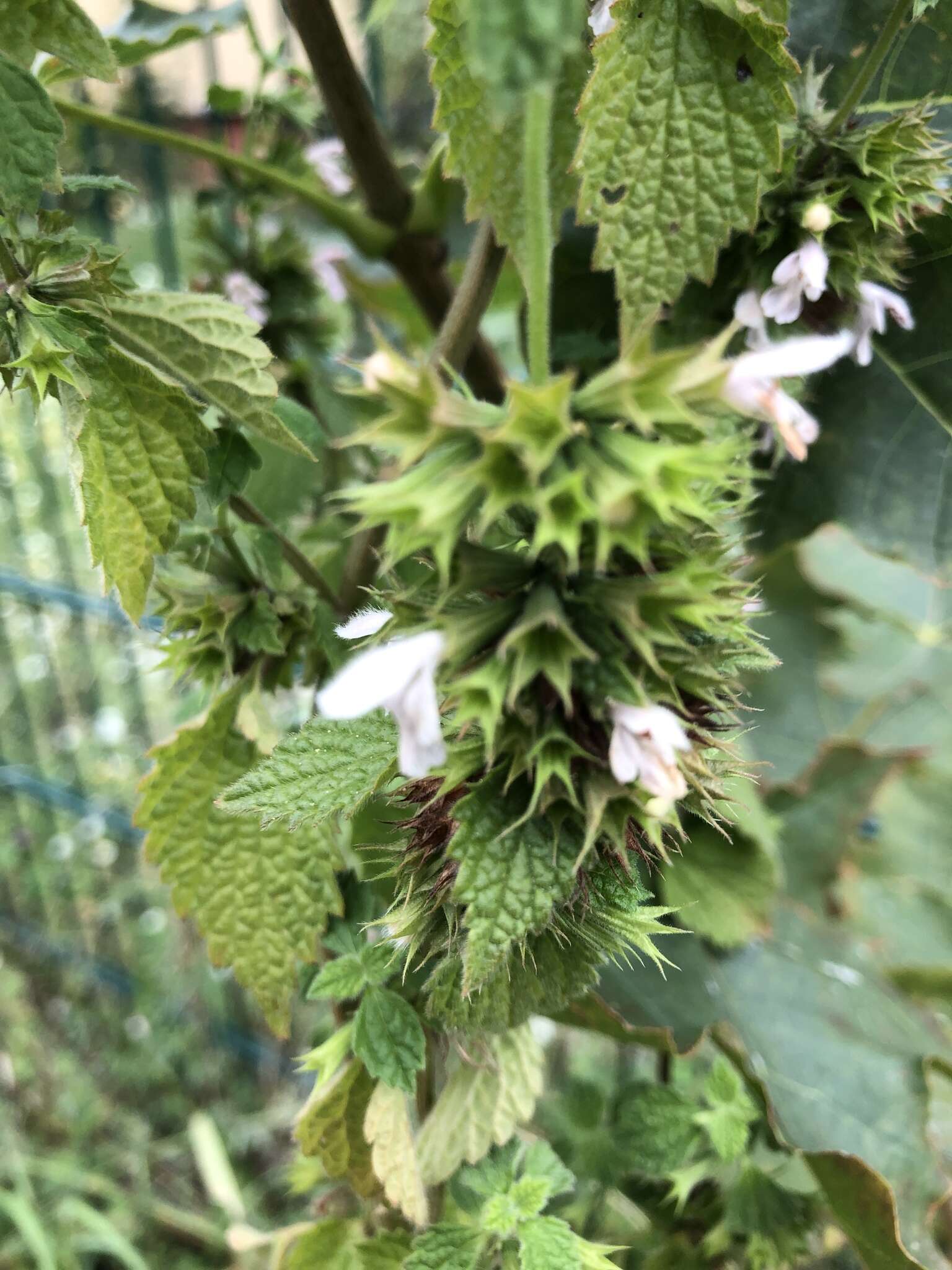 Image of black horehound